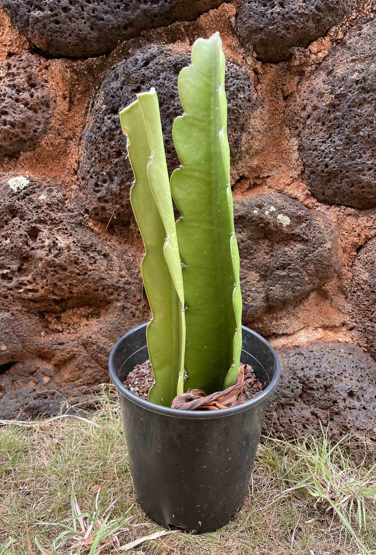 Dragon Fruit Plant