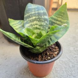 Sansevieria Trifasciata "Black Robusta"