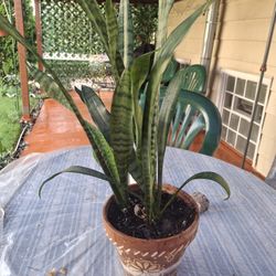 Lengua De Suegra