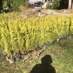 Arborvitae Emerald Green 