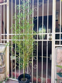 Gentlemen bamboo/ tre quân tử