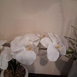 Gorgeous White Orchidea