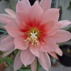 Flowering Cactus 