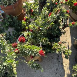 5 Gallons Callistemon ‘Little John’ 