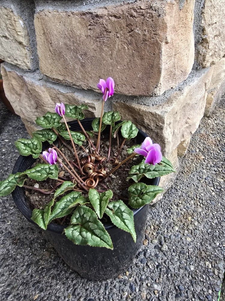 Cyclamen 