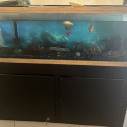 Fish Tank