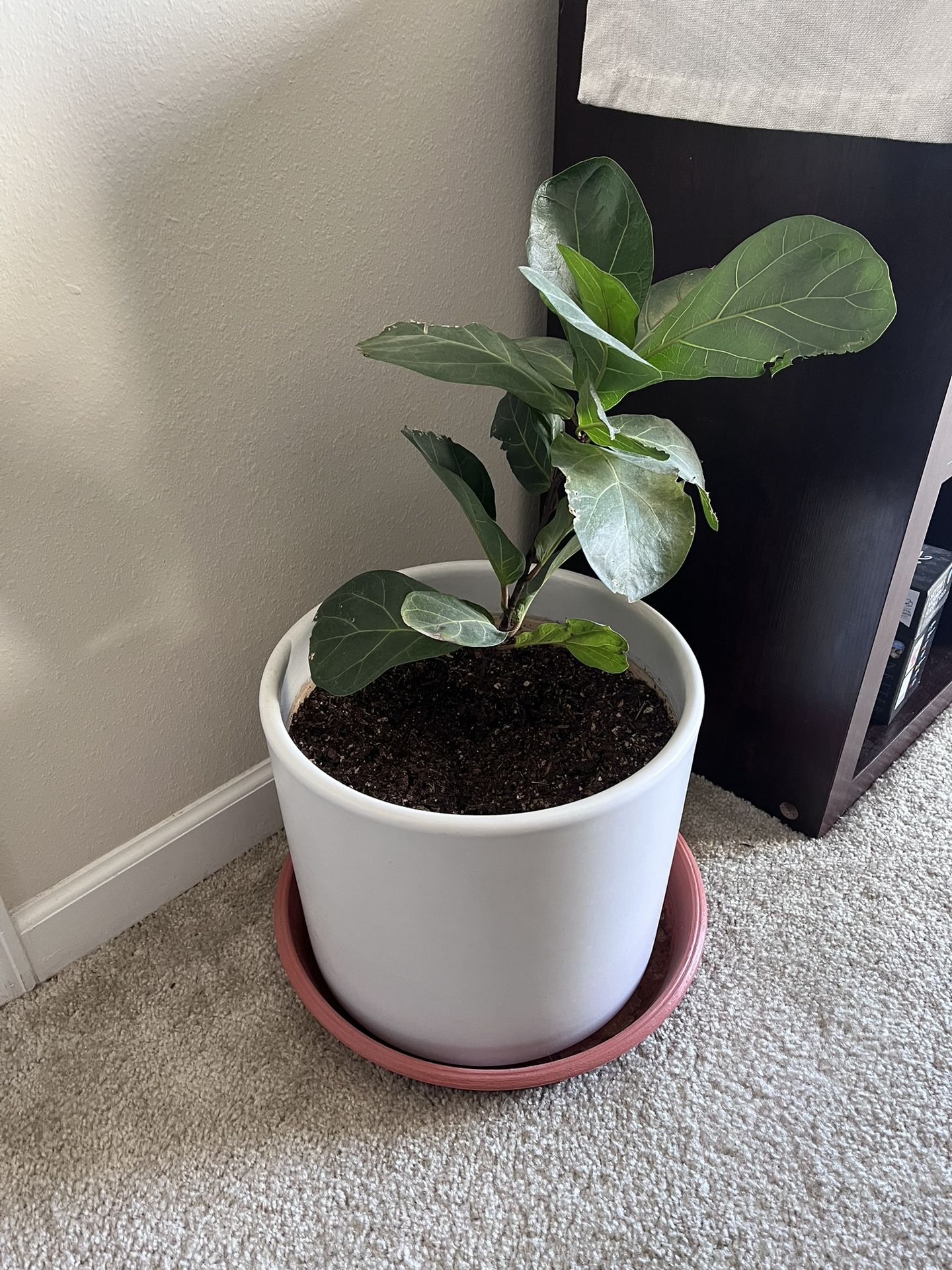 Fig Plant With Pot Included