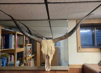 Texas Longhorn Cattle Skull and Horns