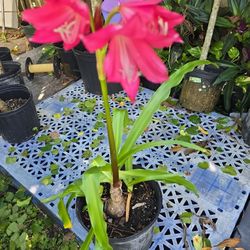 Pink Lilly 2 plants in pot $8.