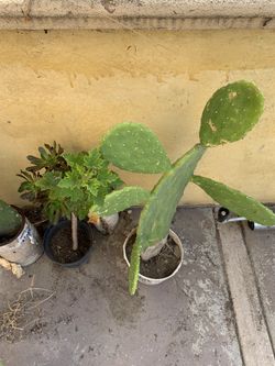 Cactus plant
