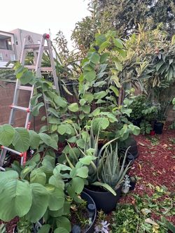 Cherimoya Plants