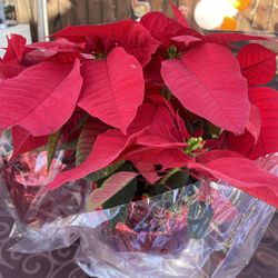Holiday Poinsettias