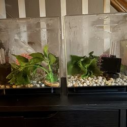 2 - Identical Betta aquariums