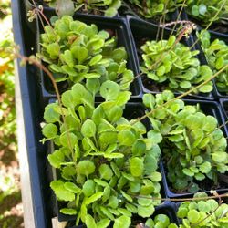 Saxifragia 
