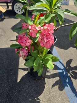 Crown of thorns "Corona de Cristo "