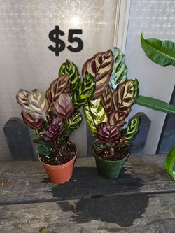 Calathea makoyana