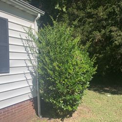 Bush Trimming 