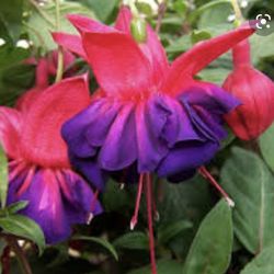 8” Voodoo Fucshia Plant