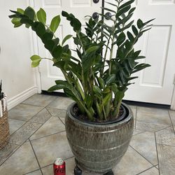 Indoor Plant W/Ceramic Pot