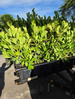 clusias podocarpus  over 4+  feet tall over the pot Instant privacy Hedge for fence green full  minimum  qty 20+
