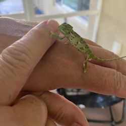 chameleon