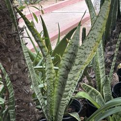 Lengua De Suegra Indoor Plant Snake Plant  $10 Each