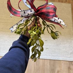 Mistletoe 