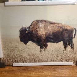 Buffalo Photo