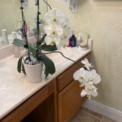 12 Bloom White Orchid