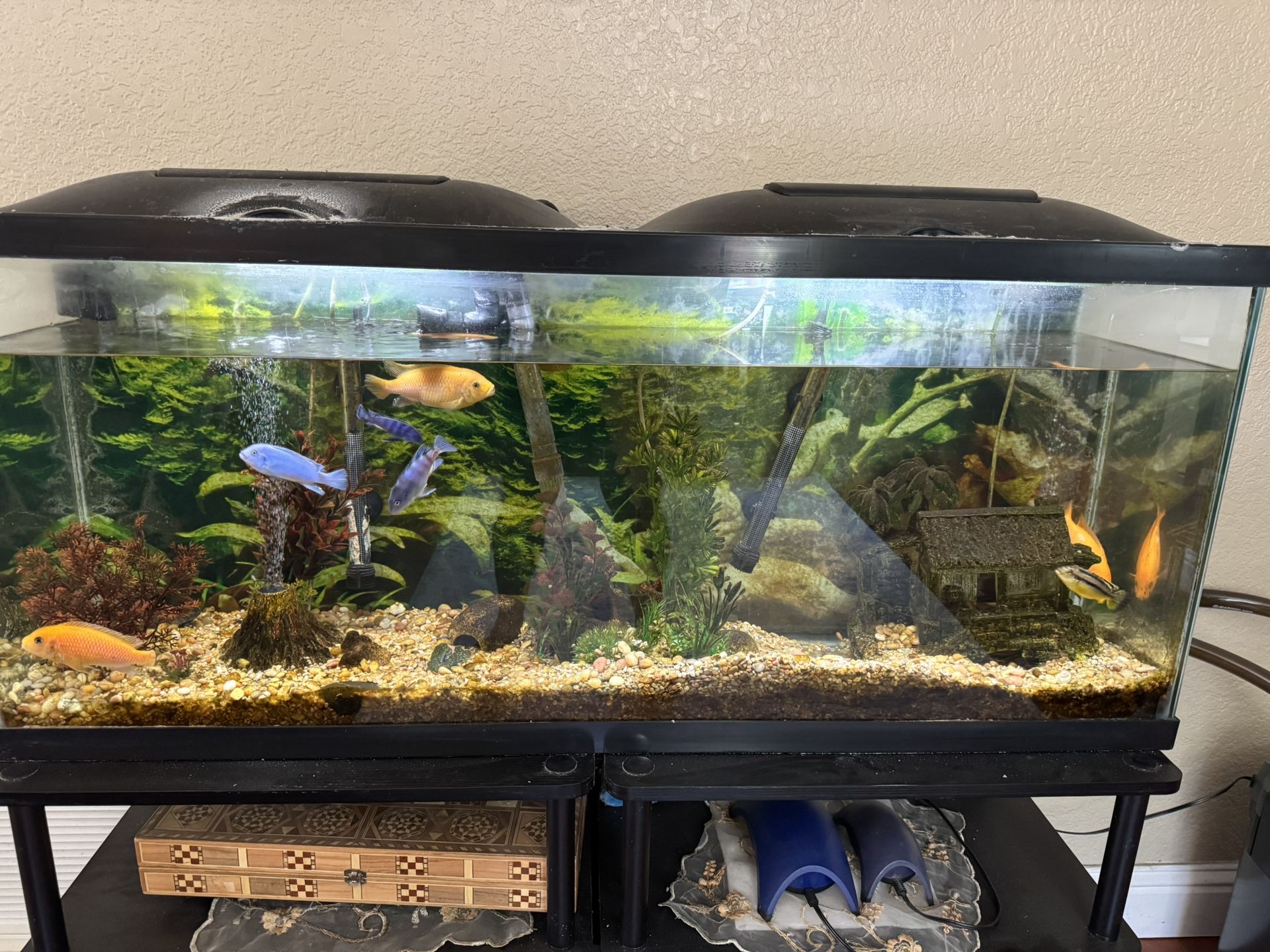 Fish tank 