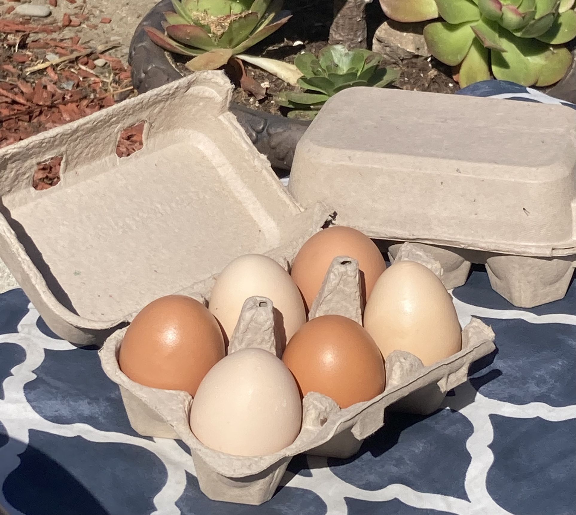 Chicken Eggs