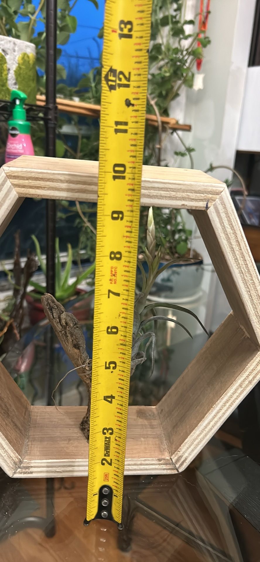 Tillandsia Air Plant