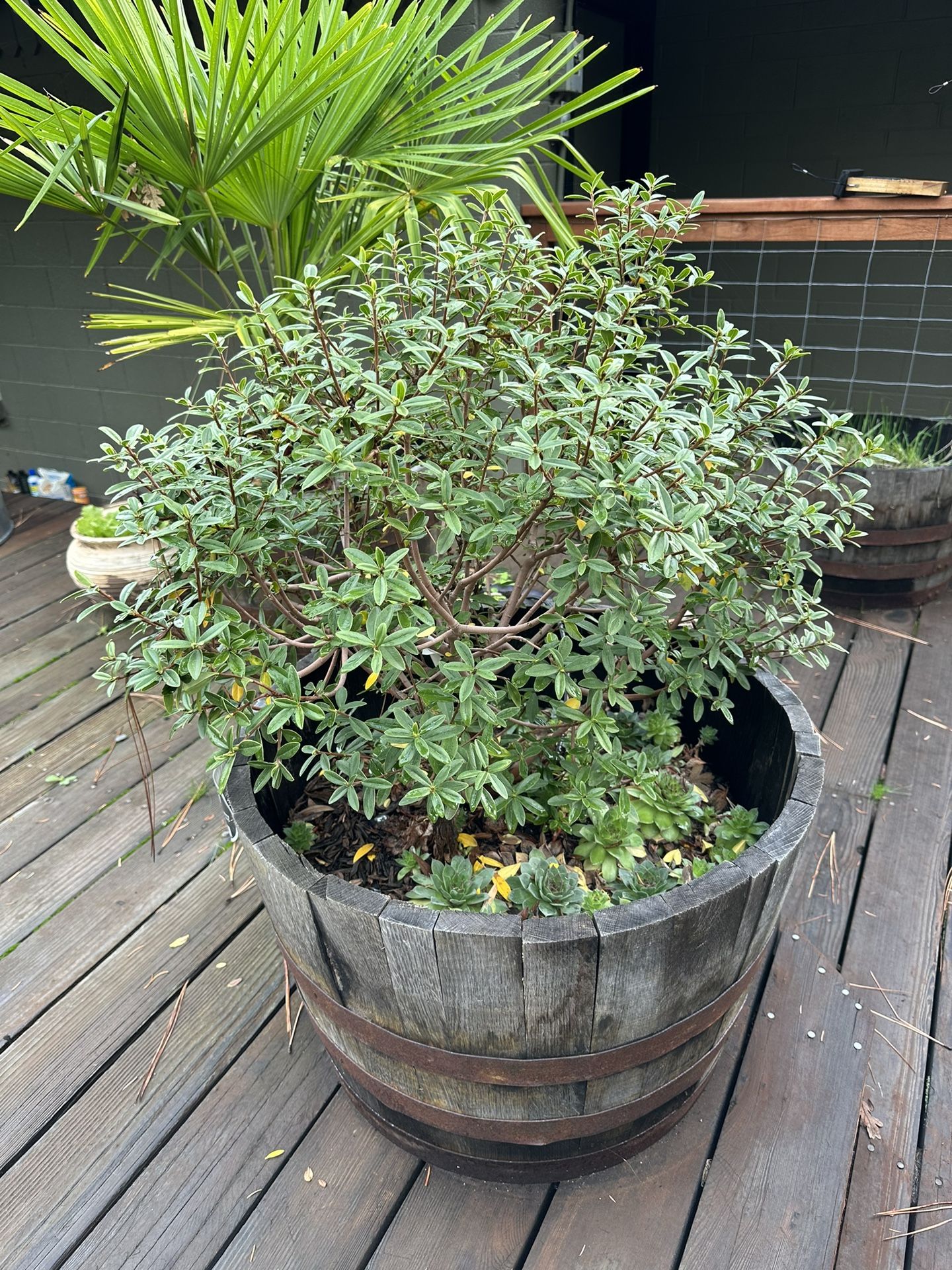Daphne Bush In Half Wine Barrel
