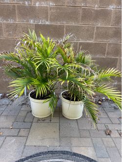 Set of 2 Majestic Palm Plants in Cream Planters 🌴