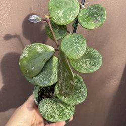4” hoya obovata splash