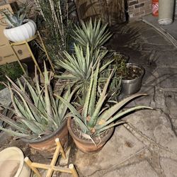 Agave / Savia/Aloe  Plants $5.$10.$15