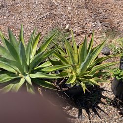 Plants