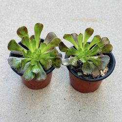 Succulents plants 🪴（2 for $5）