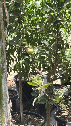 Apple trees 15 gal golden Dorsett,Fuji Anna