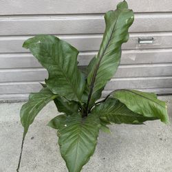 8 Big Red Bird Anthurium for Sale in South Gate, CA - OfferUp