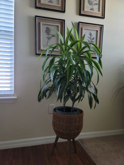 Live plant with a planter