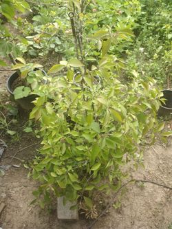 Beautyberry plant