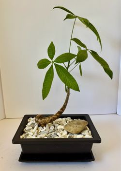 Money tree bonsai in 9” x 5” plastic pot