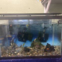 Medium Fish Tank 