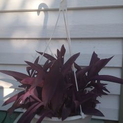 Purple Queen Plant 