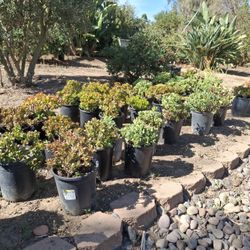 Succulent Plants