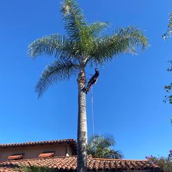 Palm Tree