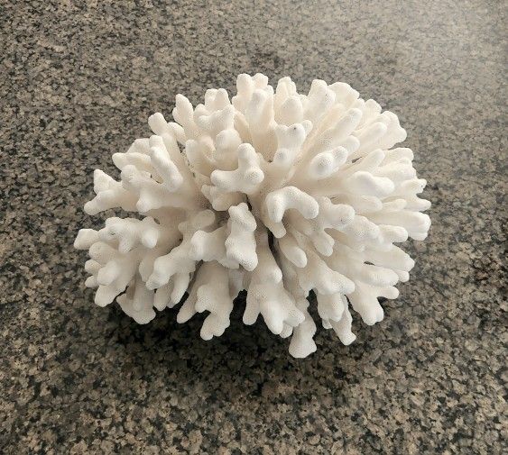 Vintage White Pacific Elkhorn Coral Statement Decor Piece Natural sits on own rare almost 7 lbs