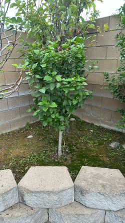 Flower Tree