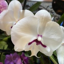 Orchids 